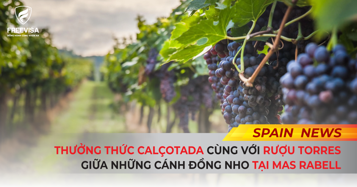 Thưởng thức một buổi tiệc Calçotada cùng với rượu Torres giữa những cánh đồng nho tại Mas Rabell.