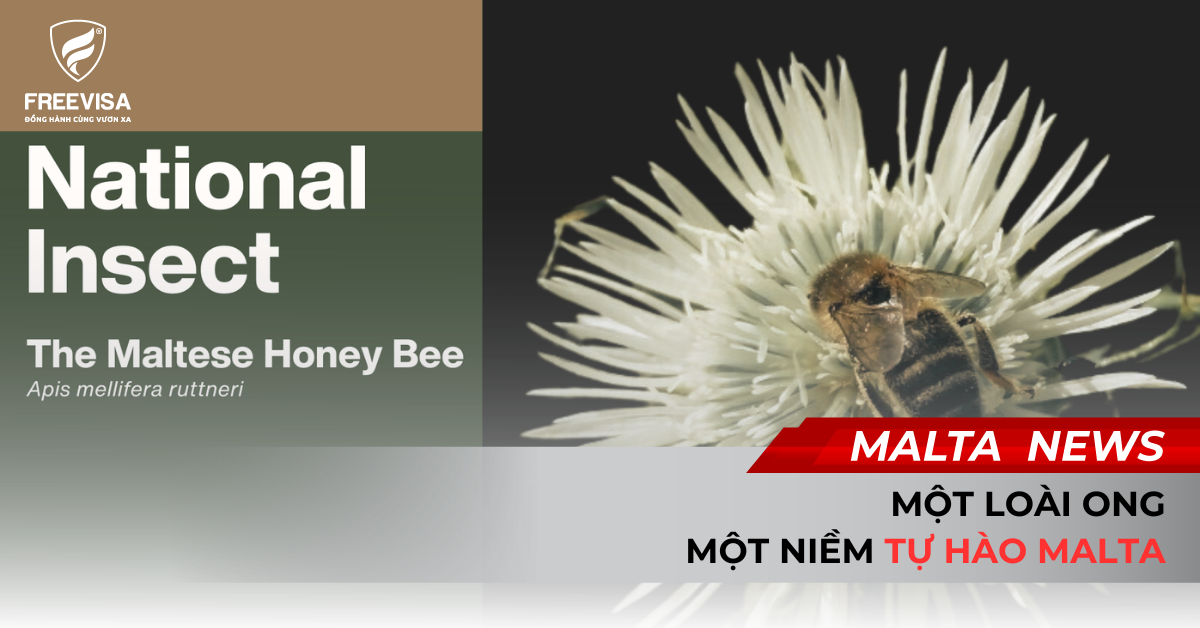 Một Loài Ong – Một Niềm Tự Hào Malta